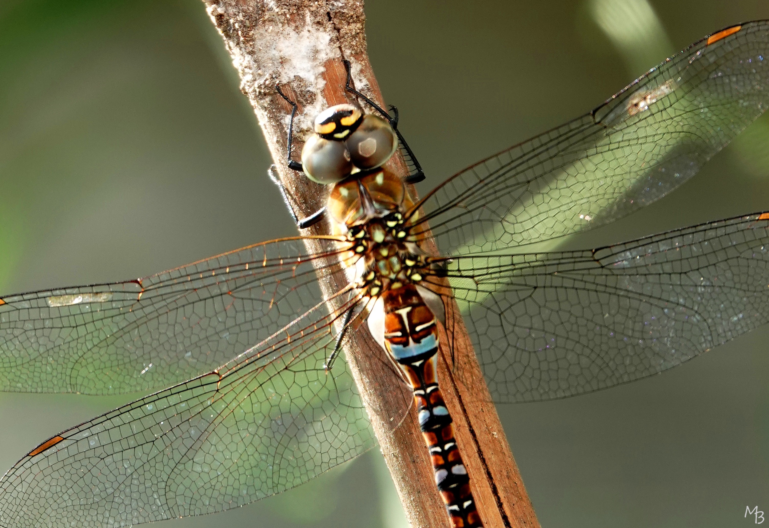 Marian Buurman - Paardenbijter -  2024;08;08;insect;tuin;libel